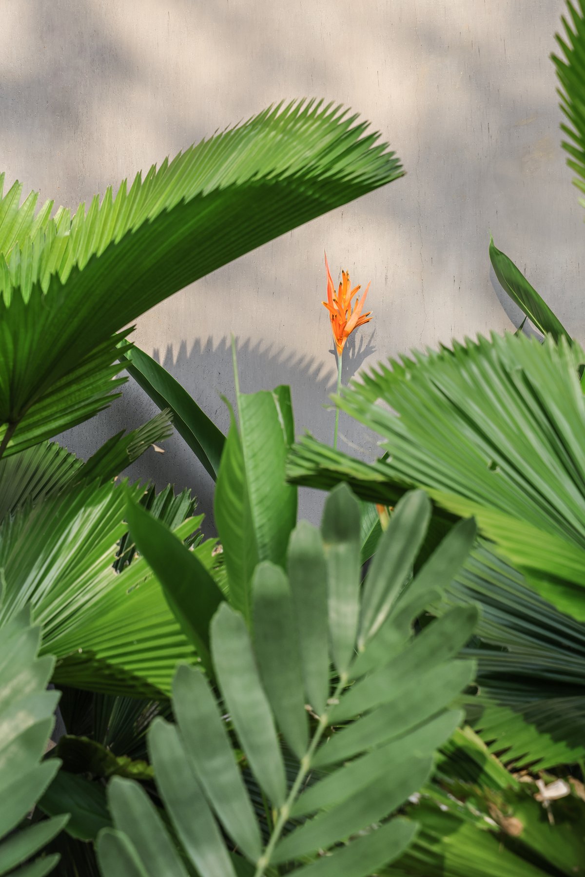 Costafrica — residential architecture, Playa Grande, Costa Rica